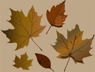 Autumn Dry Leaves Illustration with Neutral Background