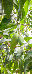 tropical fruit tree