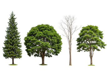 Fototapeta premium Variety of trees collection isolated on transparent background