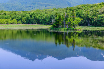 Obraz premium 北海道知床半島の知床五湖を歩く初夏の風景。6月、澄み渡る青空の下、豊かな原生林と湖面に映る空と山々が美しい絶景。
