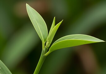 Obraz premium Photography of green leaves
