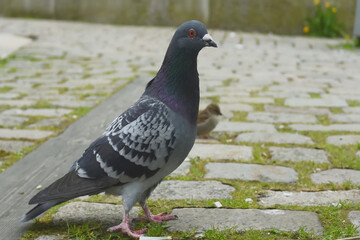 Pigeon walking on cobblestone path with the blur background