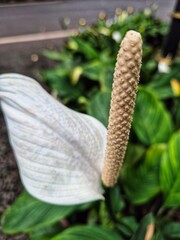 Peace Lily (Spathiphyllum), Spath Lily, Spathiphyllum wallisii