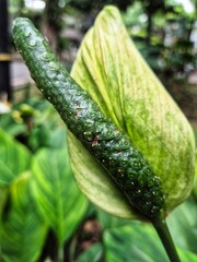Peace Lily (Spathiphyllum), Spath Lily, Spathiphyllum wallisii
