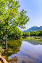 Fototapeta premium 北海道知床半島の知床五湖を歩く初夏の風景。6月、澄み渡る青空の下、豊かな原生林と湖面に映る空と山々が美しい絶景。