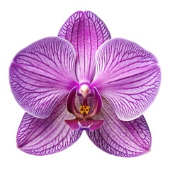Close up of a vibrant purple orchid flower isolated on transparent background