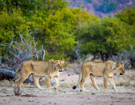 Fototapeta Lionesses crossing savanna landscape, serene wildlife safari scene in Africa