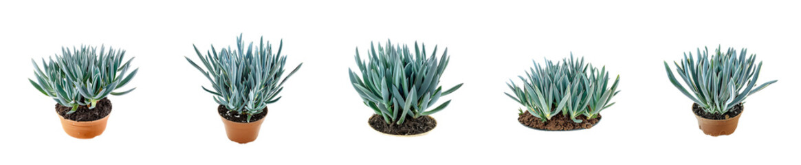 Obraz premium Five Dusty Miller Plants in Terracotta Pots