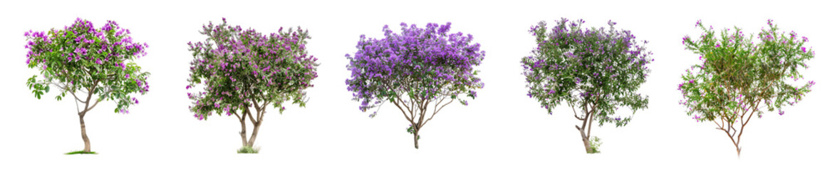 Fototapeta premium Collection of Lilac Trees, Isolated on Black Background