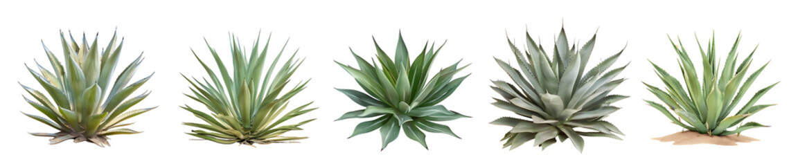 Obraz premium Five Types of Agave Plants: A Comprehensive Guide to Agave Varieties
