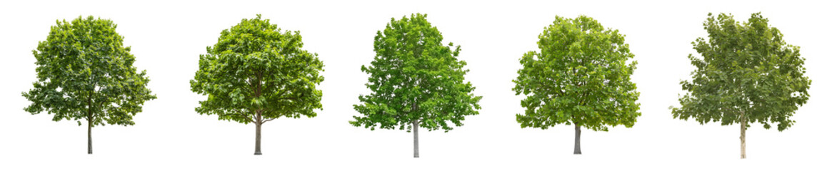 Obraz premium Collection of Lush Green Trees: Nature's Tranquility
