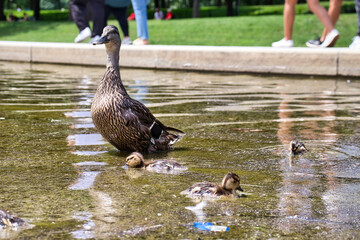 Ducks swimming near the Lincoln Memorial