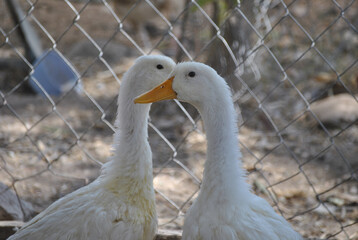 Geese or ducks performing a mating ritual