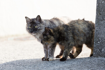 Two cats who are good friends