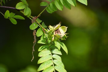 The photo shows a chestnut fruit capsule with seeds visible.