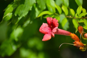 The photo shows a cypress tree, also known as a trumpet vine or trumpet vine. © MARIA – Nature