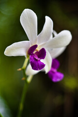 Vibrant orchid flowers with a deep purple heart