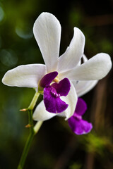 Vibrant orchid flowers with a deep purple heart
