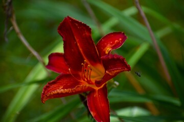 Fototapeta premium red and yellow lily