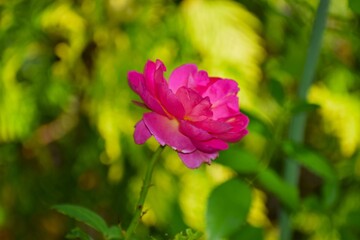 pink flower in the garden