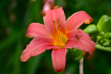 pink lily in the garden
