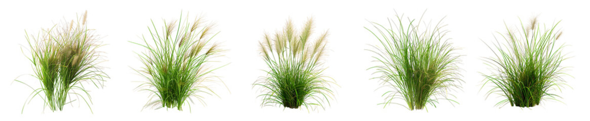 Collection of Ornamental Grasses: A Variety of Pampas Grass