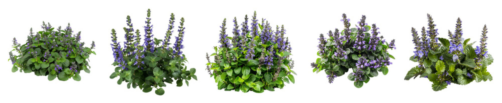 Ajuga reptans 'Catlin's Giant' Growth Stages
