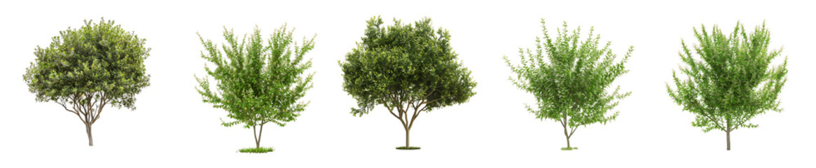 Five Diverse Green Trees: A Collection of Nature's Beauty