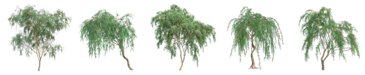 Collection of Weeping Trees: Various Green Shades and Forms