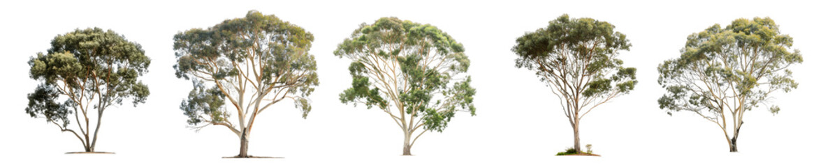 Eucalyptus Tree Growth Stages: A Visual Guide to Nature's Progression