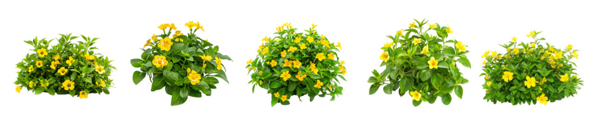 Collection of Yellow Flower Bushes:  Vibrant Green Foliage and Sunny Blooms