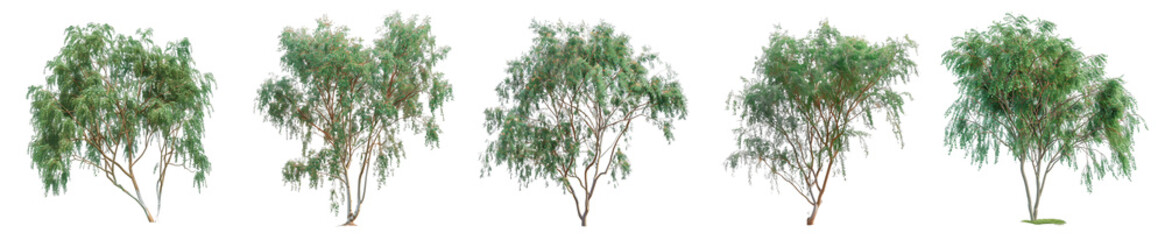 Five Green Trees Isolated on Black Background