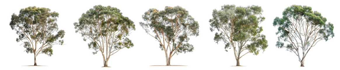 Eucalyptus Tree Variations: A Collection of Five Mature Eucalyptus Trees
