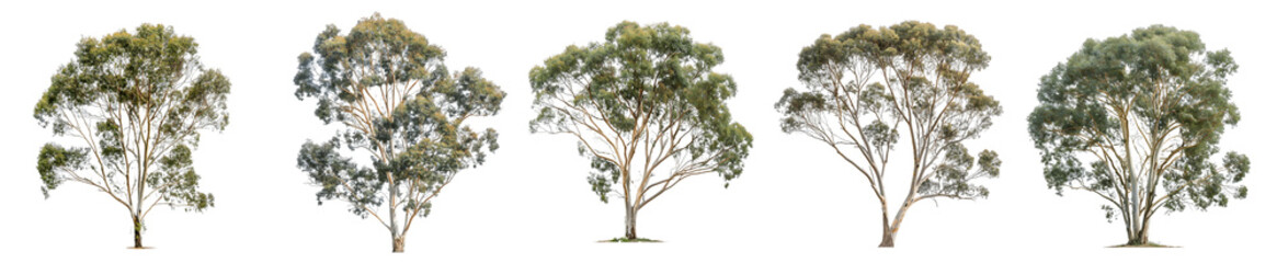 Eucalyptus Tree Growth Stages: A Visual Guide
