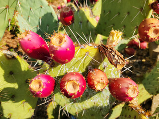 Closeup of Edible Fruits of Prickly Pear Cactus or Opuntia Ficus-indica with Fruits