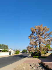 Dry pine tree found along Arizona residential xeriscaped roadside during hot summer, copy space
