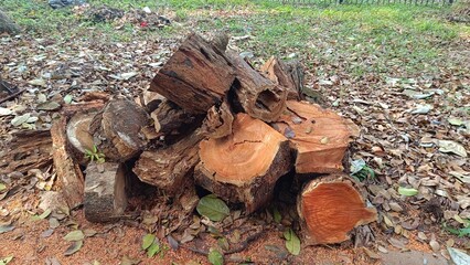 firewood in the woods