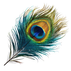 Vibrant Peacock Feather Close-up, Isolated, Nature, Design Element