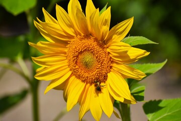 Obraz premium sunflower on a green background