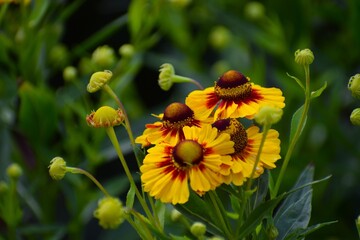 The photo shows autumn helenium flowers.