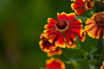 The photo shows autumn helenium flowers.