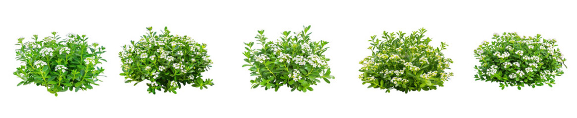 Five Lush Green Bushes with Delicate White Blooms