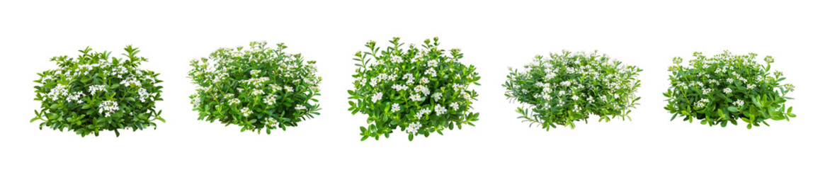 Five Lush Green Bushes with Delicate White Blossoms
