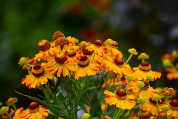 The photo shows autumn helenium flowers.