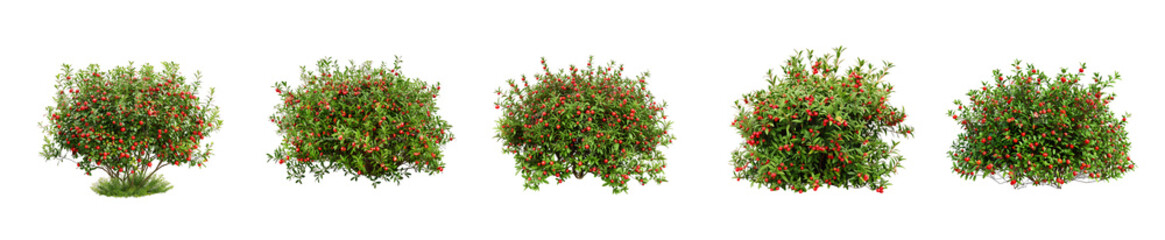 Collection of Red-Berried Shrubs:  Various Angles and Sizes