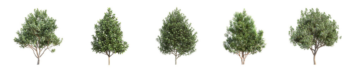 Five Green Trees Isolated on Black Background