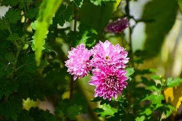 close up of a pink flower