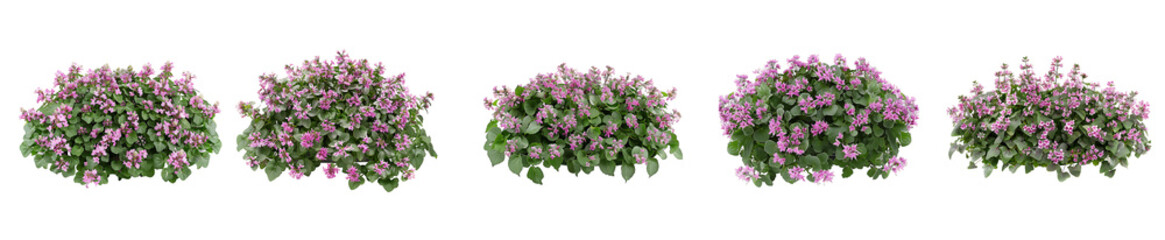 Five Lush Pink Flower Bushes