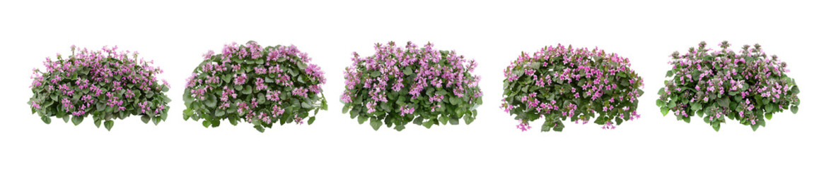 Five Pink Flower Bushes Isolated on Black Background