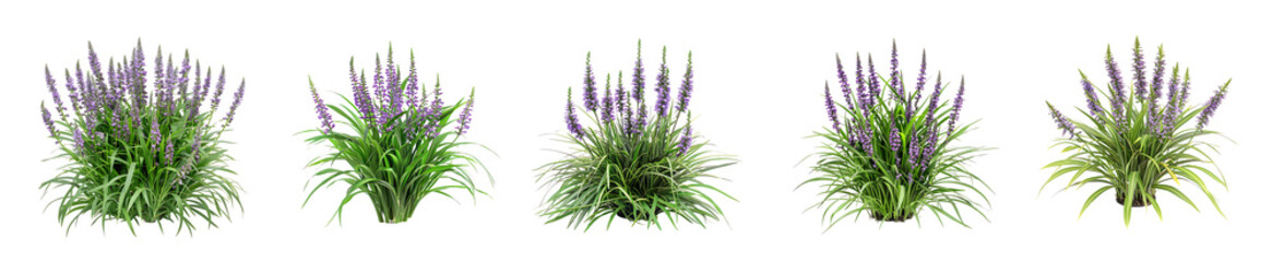 Purple Flowers and Green Foliage: A Botanical Showcase